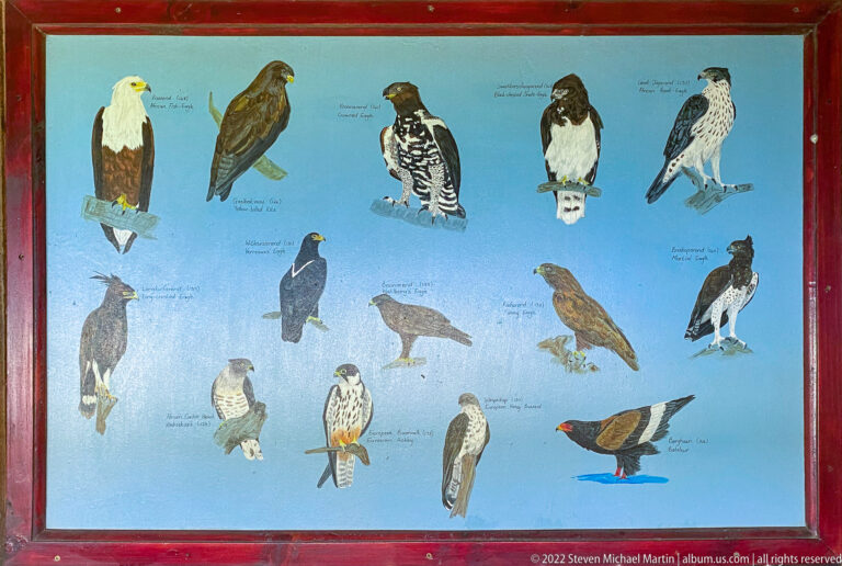 Blue identification board showing labeled eagles, hawks, falcons, vultures, and other raptors.