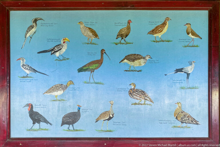Framed blue identification panel showing labeled ground-dwelling and open-country birds.