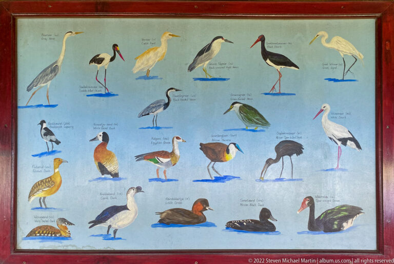 Illustrated identification board with labeled herons, storks, ducks, geese, and other waterbirds.