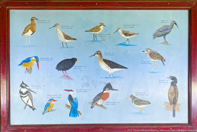 Framed illustrated bird-identification panel with multiple labeled southern African species on a pale blue background.