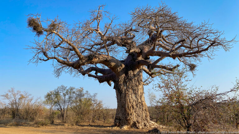 Massive mature African baobab standing alone in dry woodland beneath a clear blue sky.
