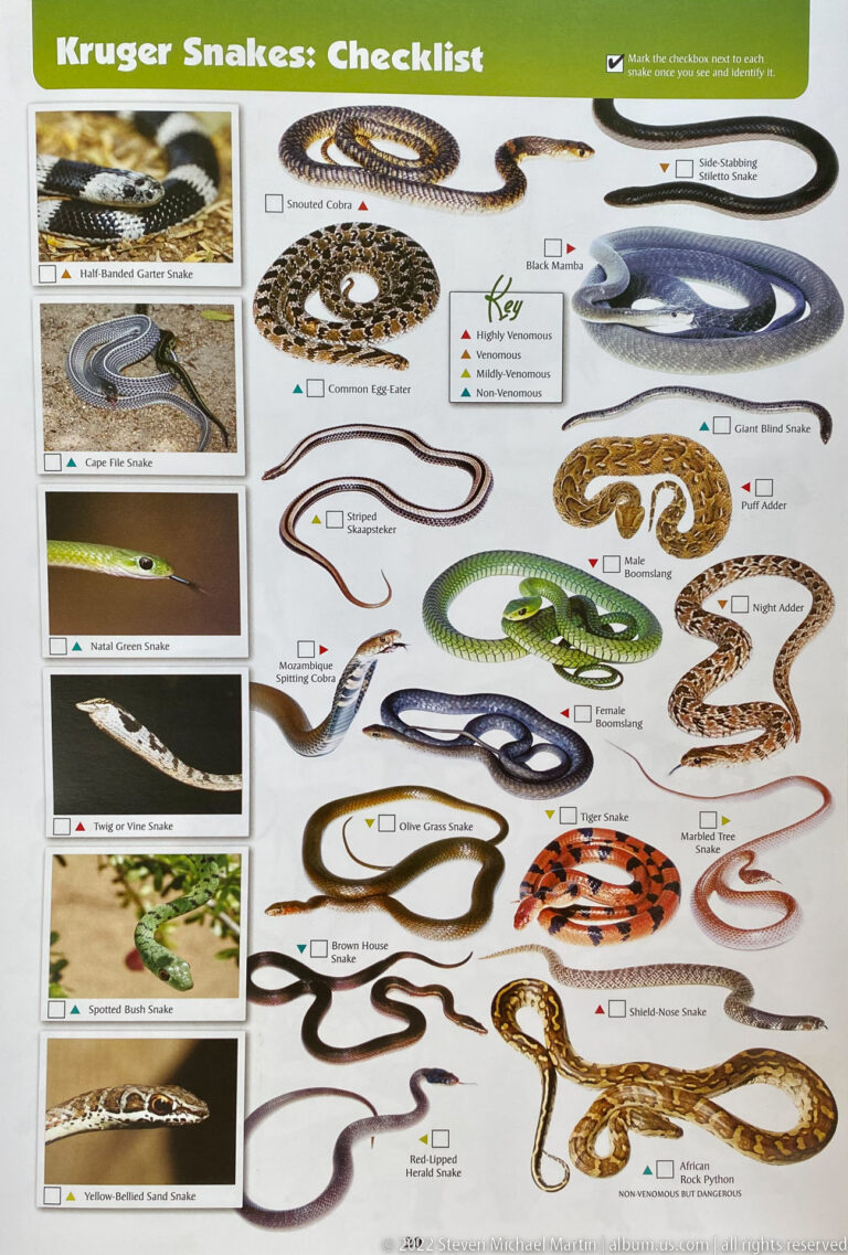 Illustrated Kruger snake checklist with many labeled species, check boxes, and varied body colors and patterns.