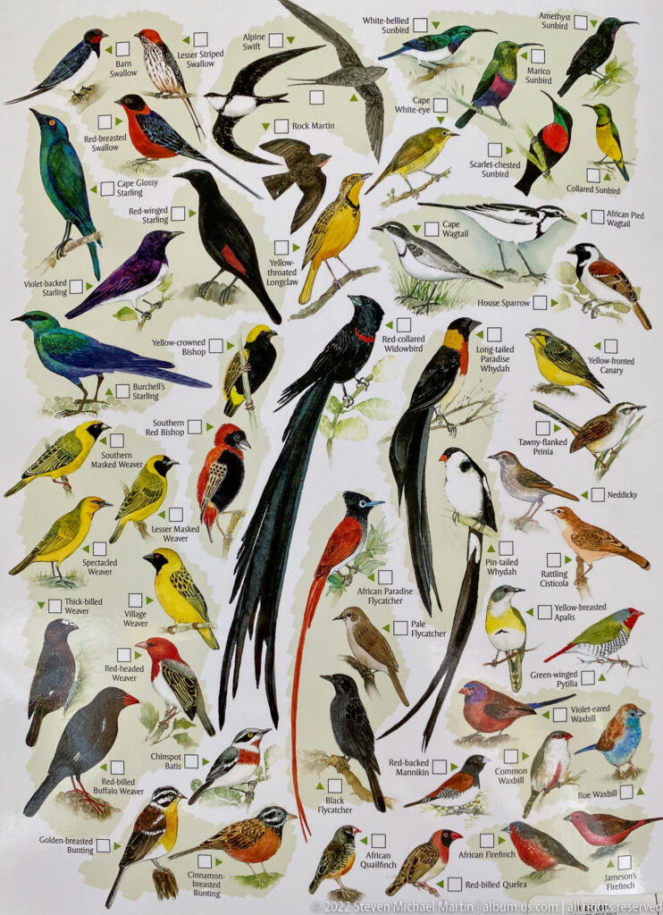 Illustrated Kruger bird checklist with large hornbills, long-tailed birds, colorful savanna species, labels, and check boxes.