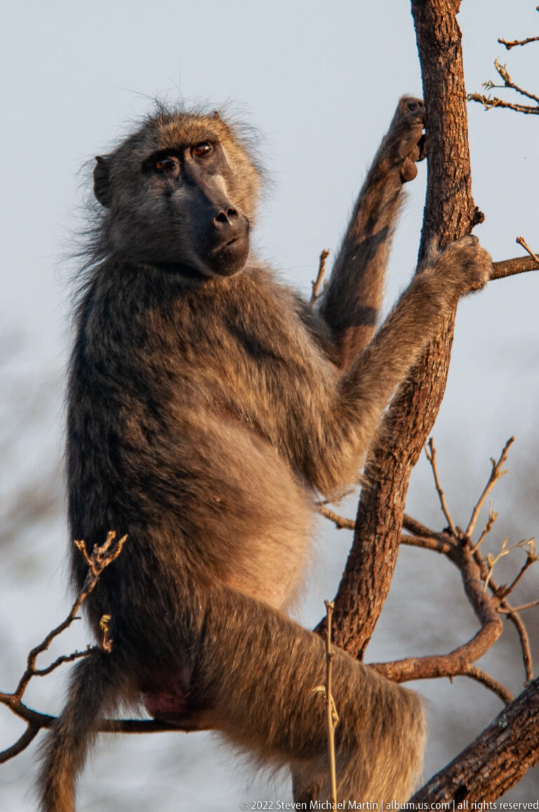 Chacma baboon straddling a tree branch while gripping the trunk with one hand.