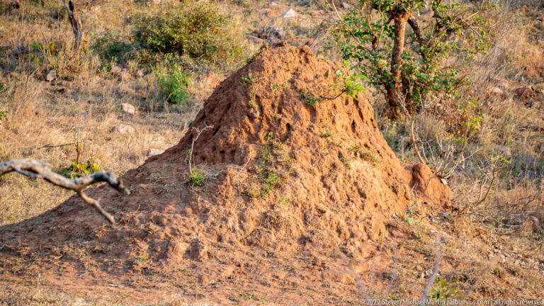 Tall reddish termite mound beside a small tree in dry, sparsely vegetated woodland.