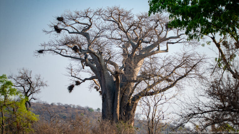 Large leafless African baobab with a massive trunk and several dark hanging nests in its branches.