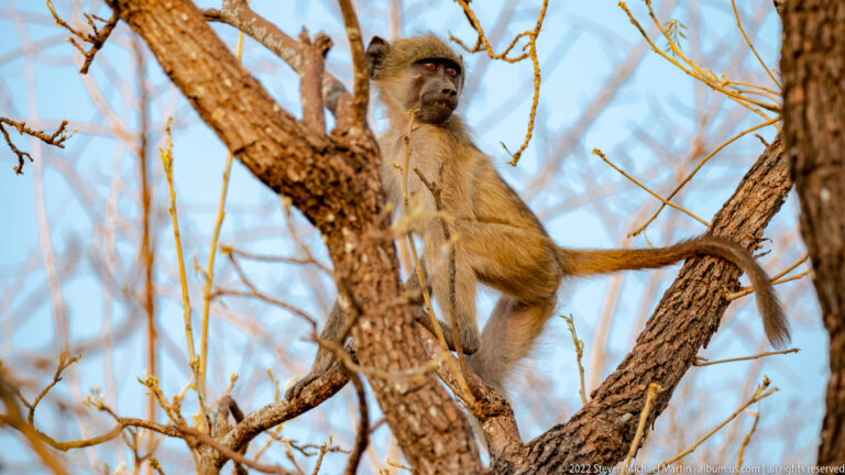 Chacma baboon perched astride bare tree branches with its long tail extending to the right.