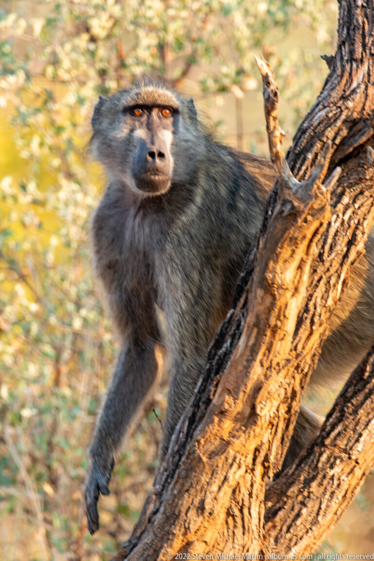 Chacma baboon climbing along a slanting tree trunk with one arm extended.