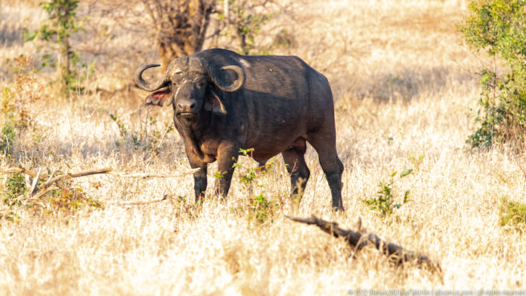 African buffalo standing frontally in pale dry grass with heavy horn bosses and curved horns.