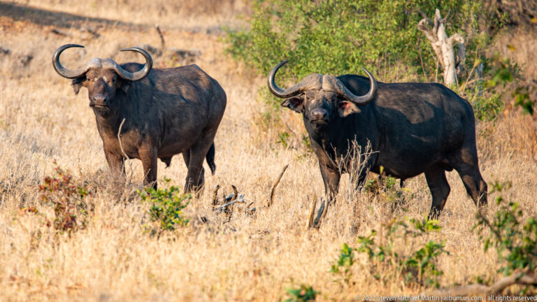 Two African buffalo facing forward in dry grass with broad curved horns and dark bodies.