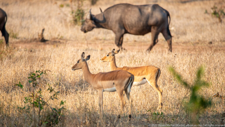 Two hornless impalas standing in dry grass with a large African buffalo walking behind them.