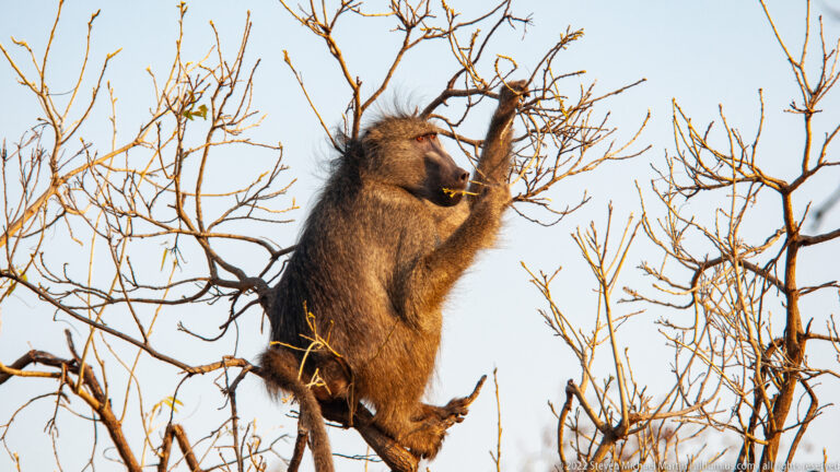 Chacma baboon sitting in bare branches and reaching with both hands toward twigs.