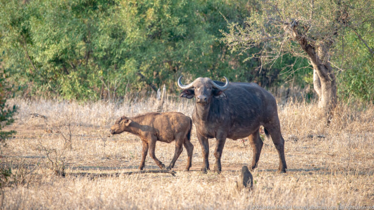 Kruger National Park – Punda Maria