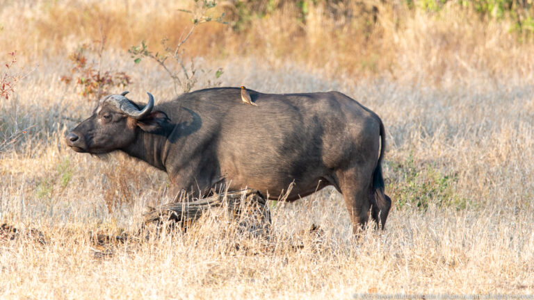African buffalo standing broadside in dry grass with a small oxpecker perched on its back.