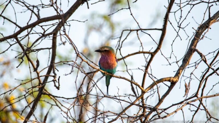 Lilac-breasted roller perched on a bare branch, showing purple breast and turquoise lower plumage.