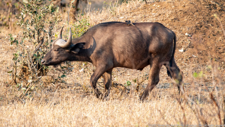 Dark African buffalo walking broadside through dry grass below a bare earthen slope.