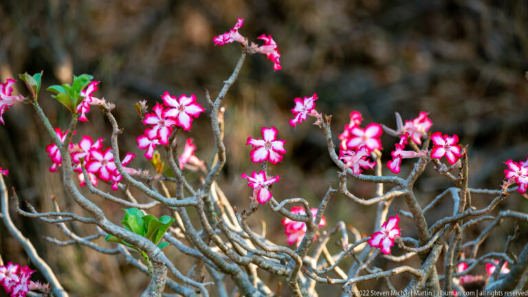 Branching impala lily shrub covered with many pink-and-white flowers and a few green leaves.
