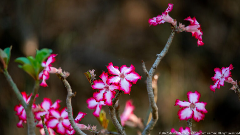 Pink-and-white impala lily flowers blooming on thick gray succulent branches against a dark background.