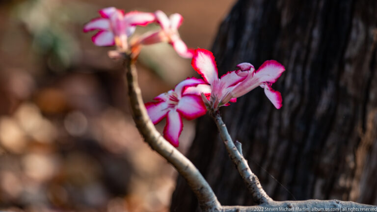 Pink-edged white impala lily flowers blooming on thick leafless gray stems beside a dark trunk.