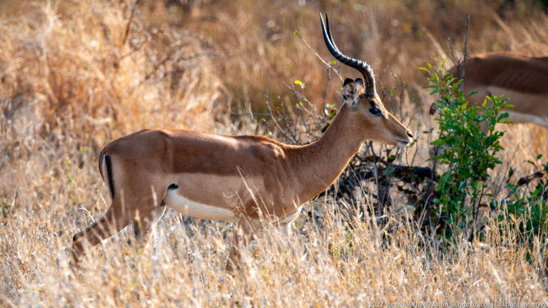 Male impala walking broadside through tall golden dry grass with long curved horns.