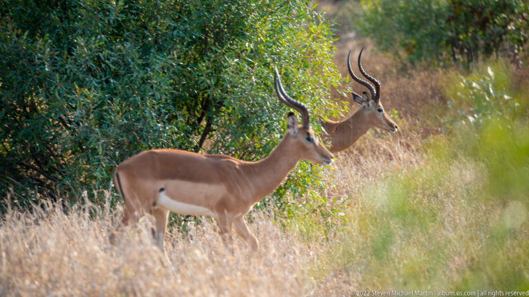 Two horned male impalas standing in tall dry grass beside a dense green shrub.