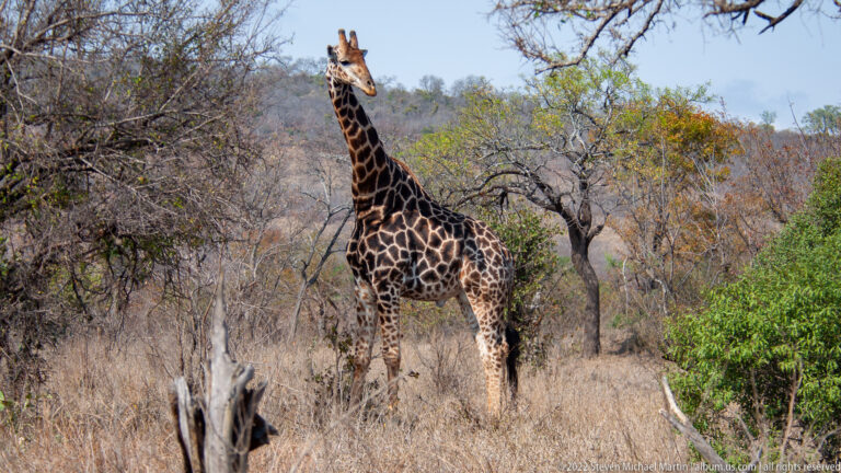 Tall giraffe standing among dry woodland shrubs with its long neck rising above the vegetation.