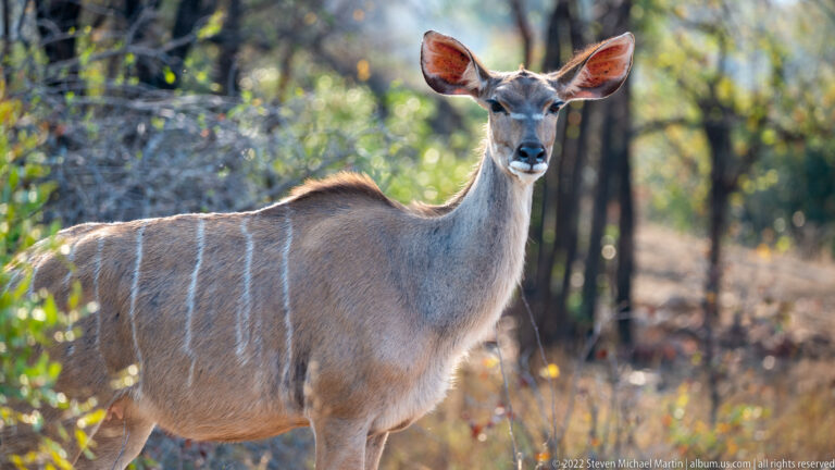 Female greater kudu standing broadside in woodland, with large ears and narrow white stripes across its flanks.
