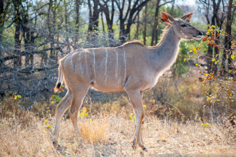 Full-body female greater kudu reaching toward a leafy, berry-bearing shrub in dry woodland.