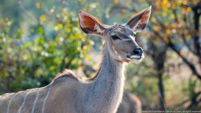Female greater kudu in three-quarter profile with long neck and large ears in sunlit woodland.