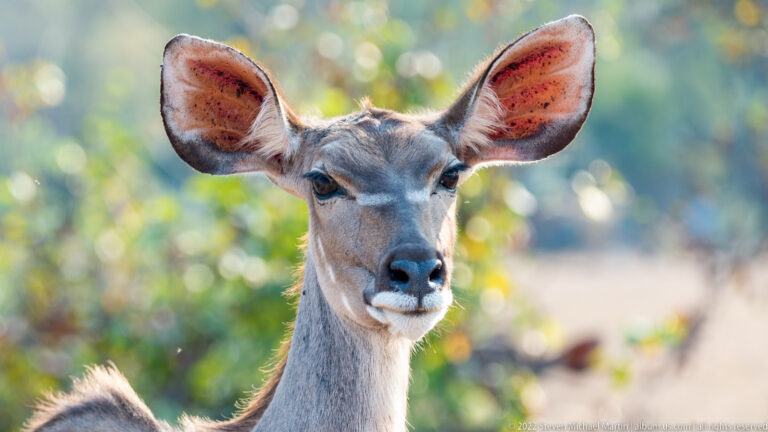 Female greater kudu facing forward with large ears spread against softly lit green woodland.