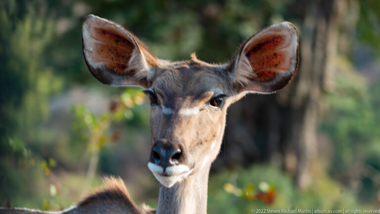 Close frontal portrait of a hornless female greater kudu with very large ears.