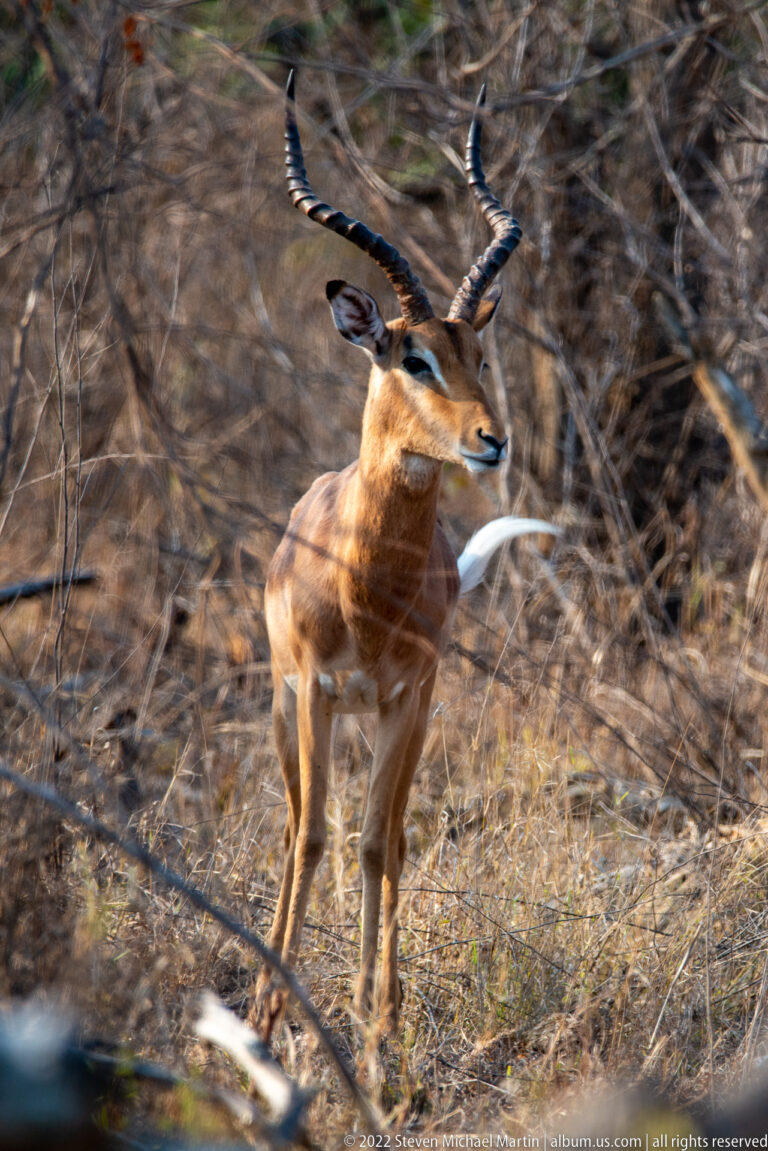 Male impala standing in dry scrub, with long lyre-shaped horns and head turned to the right.