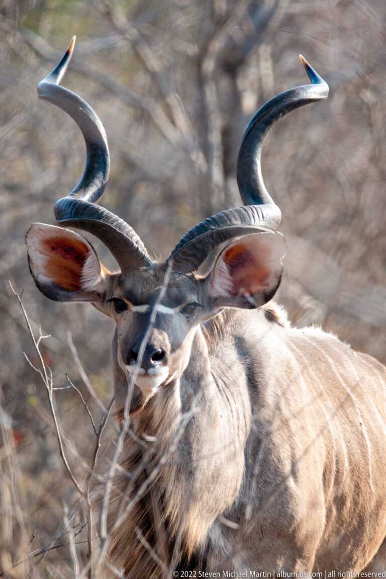 Close frontal portrait of a male greater kudu with large spiral horns partly screened by dry twigs.