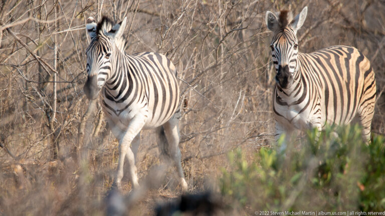 Two plains zebras standing and walking toward the camera through dry woodland.