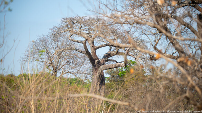 Large leafless baobab with a thick trunk and spreading branches rising above dry savanna vegetation.