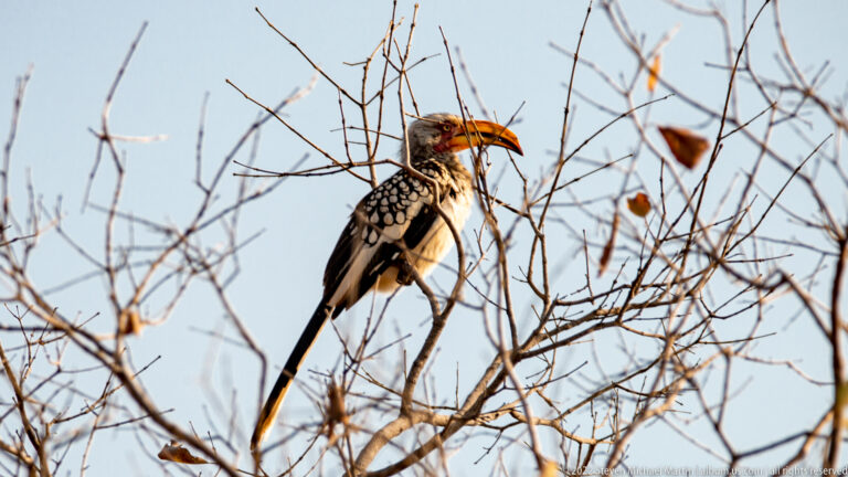 Yellow-billed hornbill perched upright in a web of thin bare branches against the sky.