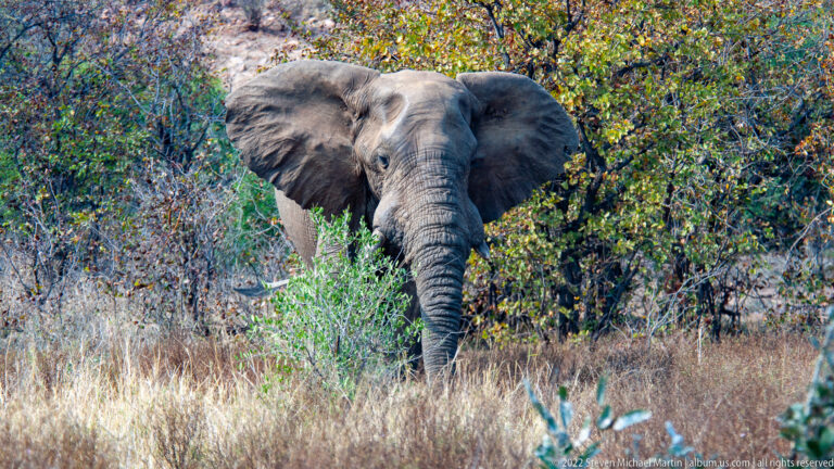African bush elephant emerging head-on from leafy scrub into dry grass.