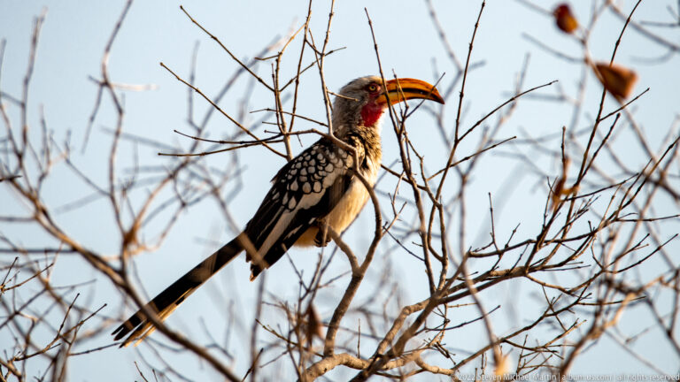 Southern red-billed hornbill perched on bare twigs, showing a long red bill and spotted black-and-white wings.