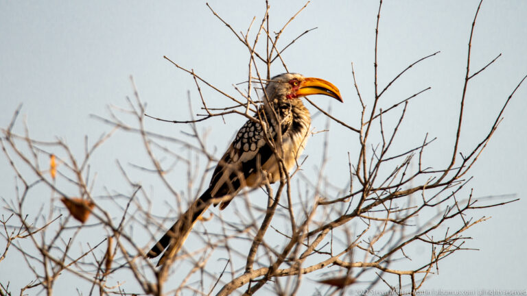 Southern yellow-billed hornbill perched among bare twigs with its long tail hanging below.