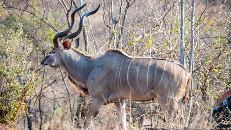 Male greater kudu standing broadside among dense pale trunks and dry brush.