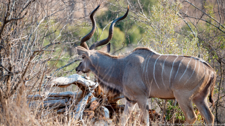 Large male greater kudu standing broadside among dry branches and fallen wood.