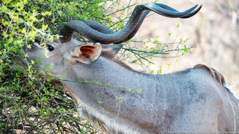 Close side view of a male greater kudu feeding with its muzzle deep in a leafy shrub.