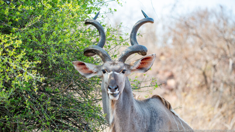 Frontal view of a male greater kudu with large ears and paired spiral horns beside green brush.