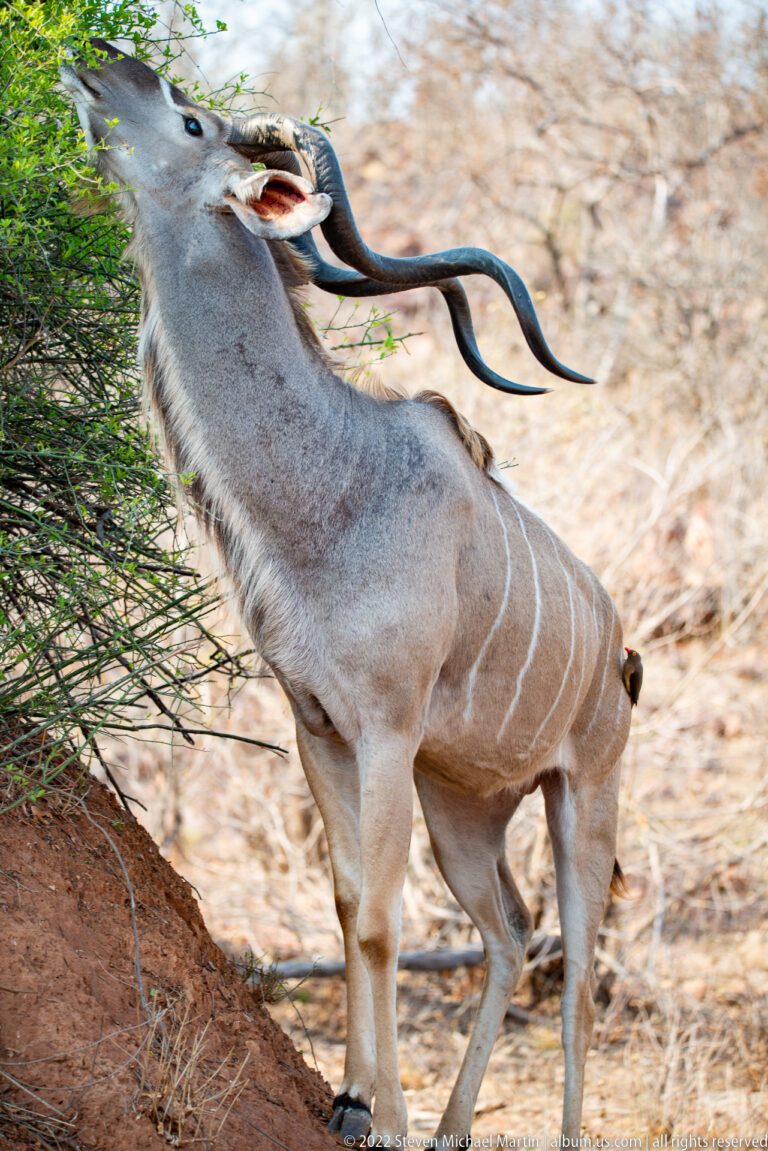 Male greater kudu stretching upward to browse leaves from a green shrub.
