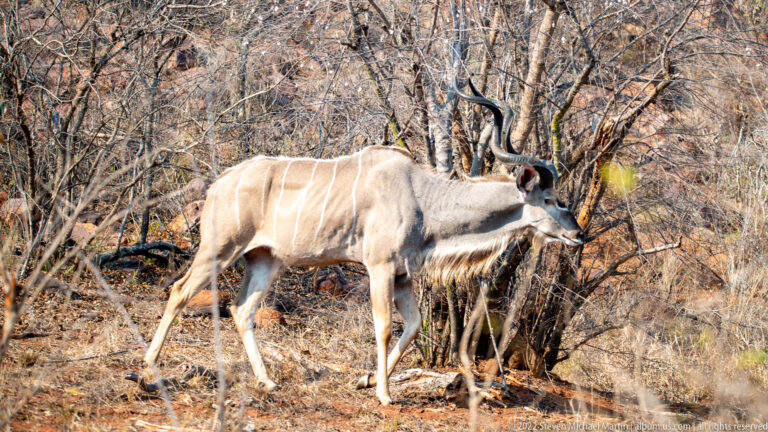 Male greater kudu walking in side profile through dry, leafless woodland.