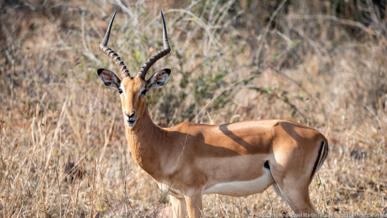Male impala standing broadside in dry grass while looking toward the camera.