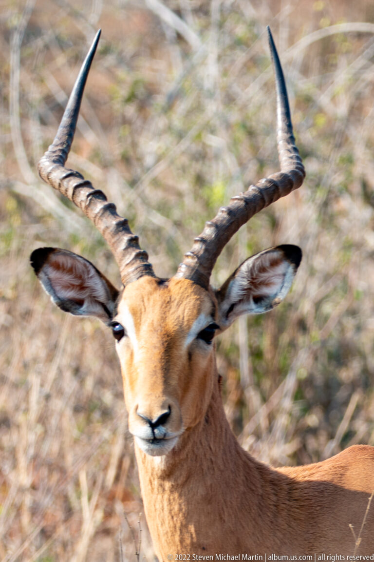 Close portrait of a male impala with long ridged, lyre-shaped horns and large ears.