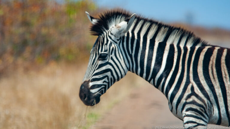 Side portrait of a plains zebra beside a dirt track with dry grass behind it.