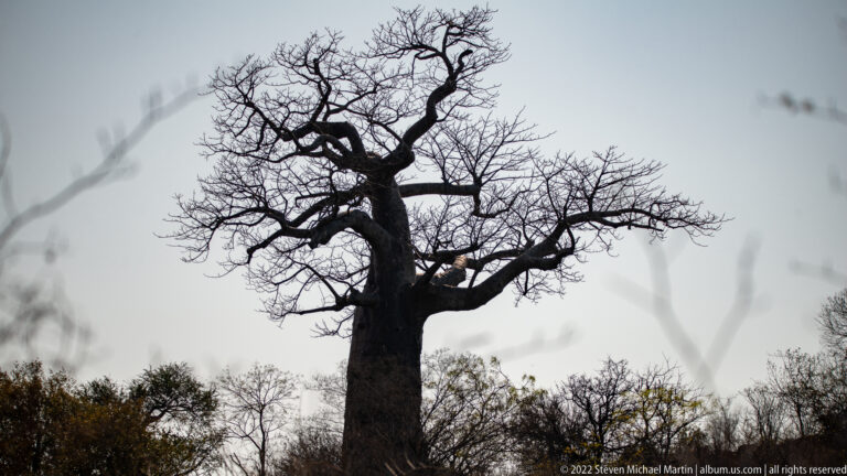 Large leafless baobab with a swollen trunk and spreading crooked branches rising above low woodland.