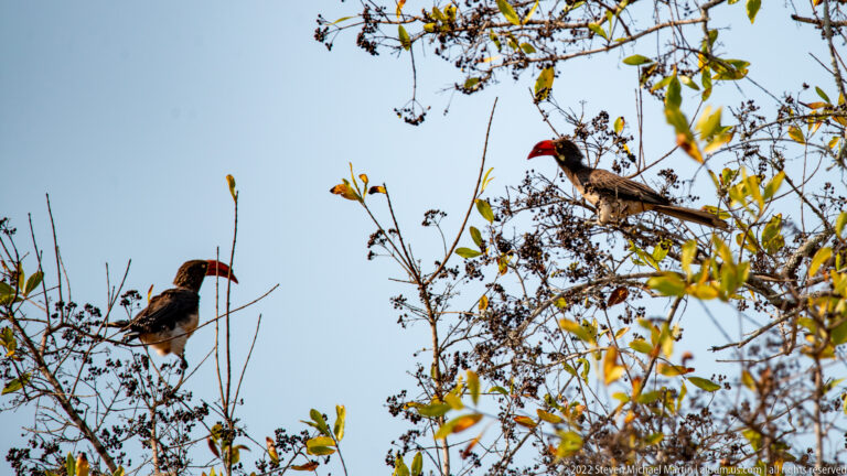 Two southern yellow-billed hornbills perched apart in the branches of a fruiting tree.
